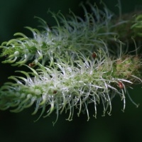 Botanischer Garten 2019 - BEE