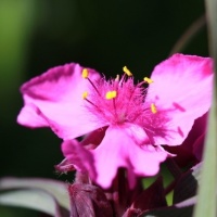 Botanischer Garten 2019 - BEE