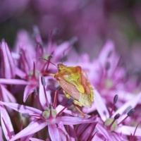 Botanischer Garten 2019 - BEE