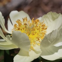 Botanischer Garten 2019 - BEE