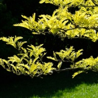 Botanischer Garten 2019 - Bernd Hillerich