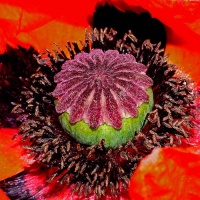 Botanischer Garten 2019 - Bernd Hillerich
