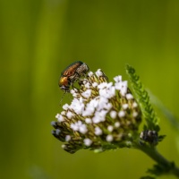 Botanischer Garten 2019 - Frank Gramlich