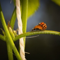 Botanischer Garten 2019 - Frank Gramlich