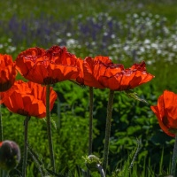 Botanischer Garten 2019 - Heinz Gerhard Ott