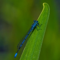 Botanischer Garten 2019 - Heinz Gerhard Ott