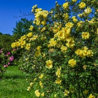 Botanischer Garten 2019 - Heinz Gerhard Ott