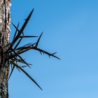 Botanischer Garten 2019 - Peter Jansen