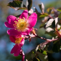 Botanischer Garten 2019 - Peter Jansen