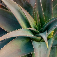 Botanischer Garten 2019 - Peter Jansen