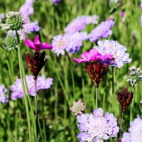 Botanischer Garten 2019 - Peter Wahlenmayer