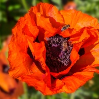 Botanischer Garten 2019 - Ralf Avak