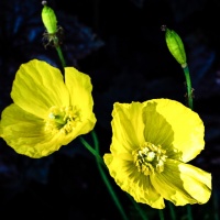 Botanischer Garten 2019 - Robert Span