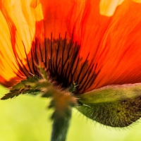 Botanischer Garten 2019 - Robert Span