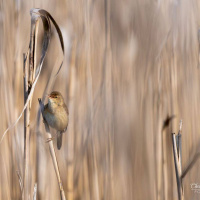 08-DSC_2308WEBs-klein