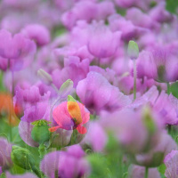 19-DSC_5820WEBs-klein