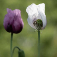 26-DSC_6256WEBs-klein