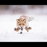 Johnny Krüger - "Mausjagd" - Annahme