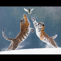 Johnny Krüger - "tiger-battle" - Annahme