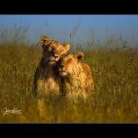 Johnny Krüger - "zärtlicher Augenblick" - Annahme