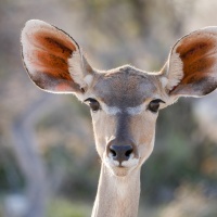 Monika Panzer - "Kudu-Blick" - Annahme