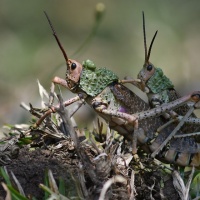 Otto Marx - "Heuschrecken-ZA" - Annahme