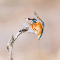 Deutsche Fotomeisterschaft 2025 Johnny Krüger Annahme