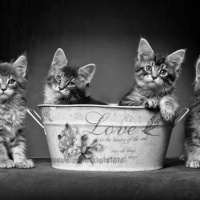 Deutsche Fotomeisterschaft 2025 Johnny Krüger Urkunde