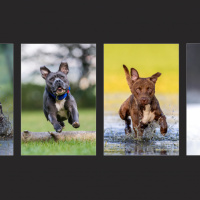 Deutsche Fotomeisterschaft 2025 Johnny Krüger Annahme