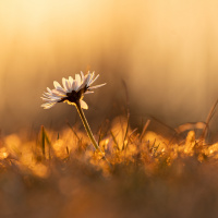 Bokeh – Christine Denzel