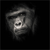 DirkZimmermann_planet_of_the_apes_Ivo
