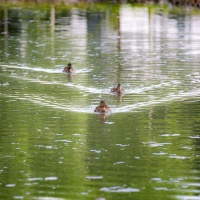 Frank Gramlich - Fotospaziergang Laupheim