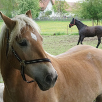 Rottal-Spaziergang - Michaela Bühler