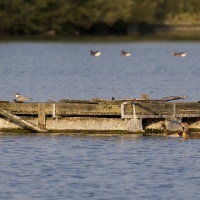 067_Abendspaziergang_001