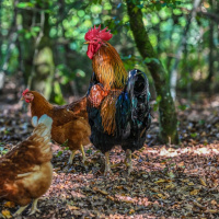 Tierwelt