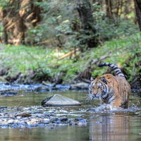 Tierwelt