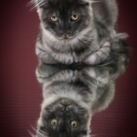 17_117-reflexionen-01