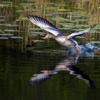 43-237-reflexionen-01