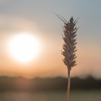 08-310_Landwirtschaft_02