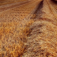 09-038_Landwirtschaft_001