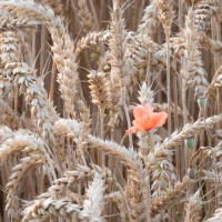 12-310_Landwirtschaft_01