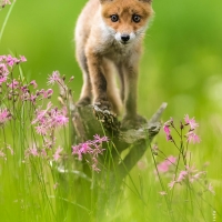 nosey young fox / Johnny Krüger