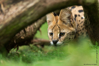 serval hunt / Johnny Krüger