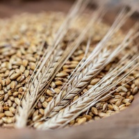 Laupheimer Kochbuchprojekt - Peter Jansen