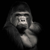 "Planet of the apes 1" / LAFO 2018 - Dirk Zimmermann (Serie - Annahme)