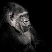 "Planet of the apes 2" / LAFO 2018 - Dirk Zimmermann (Serie - Annahme)