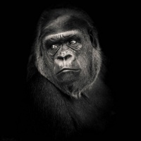 "Planet of the apes 3" / LAFO 2018 - Dirk Zimmermann (Serie - Annahme)