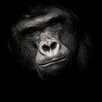 "Planet of the apes 4" / LAFO 2018 - Dirk Zimmermann (Serie - Annahme)