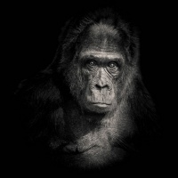 "Planet of the apes 5" / LAFO 2018 - Dirk Zimmermann (Serie - Annahme)