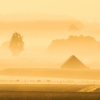 "Morgennebel" / Lafo 2018 - Peter Jansen (Annahme)